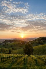 Fototapeta premium Sunset over the vineyards, Vo' Euganeo, Padua, Italy 