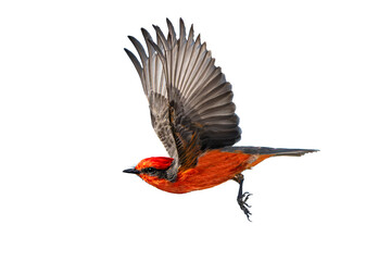 Vermilion Flycatcher (Pyrocephalus rubinus) Photo, in Flight Over a Transparent Isolated PNG Background