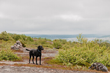 dog walking on the beach