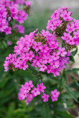 Fototapeta premium Pink lilac flowers of paniculate phlox in the garden