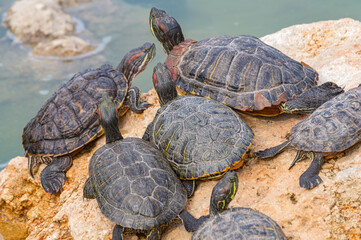 red-eared turtles basking in the sun