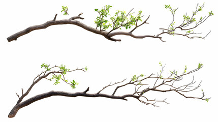 Fototapeta premium tree branchon isolated on a white background
