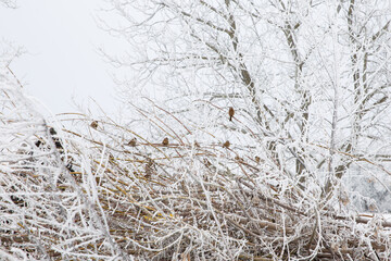tree in the snow, birds in the snow
