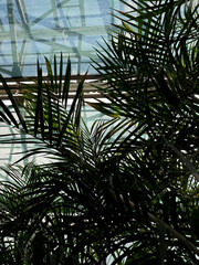 Looking up at the trees and the roof in a botanical garden greenhouse. Tropical leaves as nature and environmental background. Exotic plant collection. 