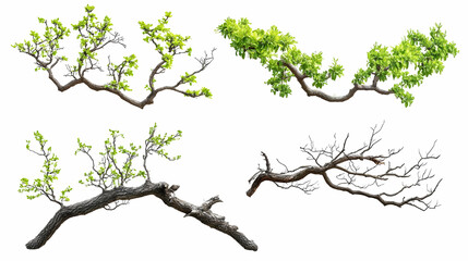 Obraz premium tree branchon isolated on a white background