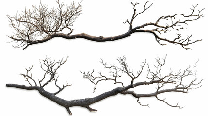 Obraz premium tree branchon isolated on a white background