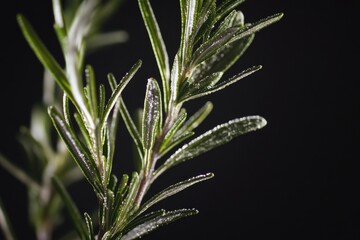 Close-up shot of a plant with water droplets glistening on its leaves