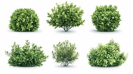 Fototapeta premium shrubon isolated on a white background