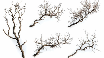 Obraz premium brancheson isolated on a white background