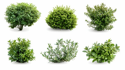 Obraz premium shrubson isolated on a white background
