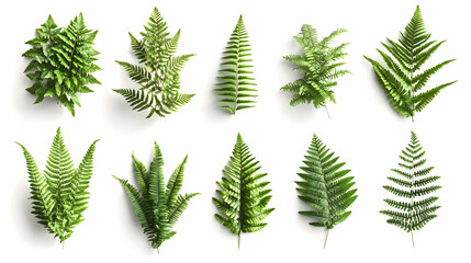 fernson isolated on a white background