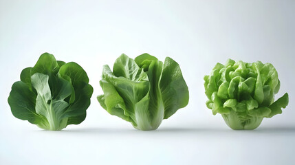 lettuceon isolated on a white background