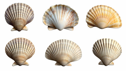 Obraz premium shellon isolated on a white background