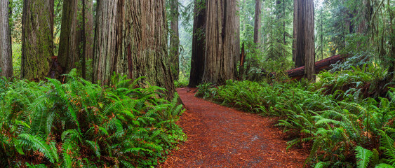 Redwood Forest Trail