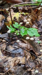 Fototapeta premium autumn leaves and mushrooms