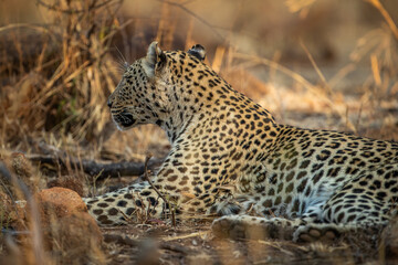 Female leopard in the african bush, at Pilanesberg National Park