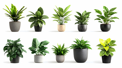 Fototapeta premium potted planton isolated on a white background
