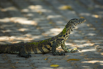 A giant plated lizard on a brick pathway