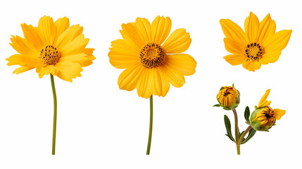 Naklejka premium yellow flowerson isolated on a white background