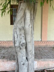 Roots of tree looking very nice.