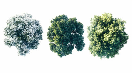top view treeson isolated on a white background