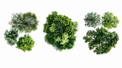 Obraz premium top view treeson isolated on a white background