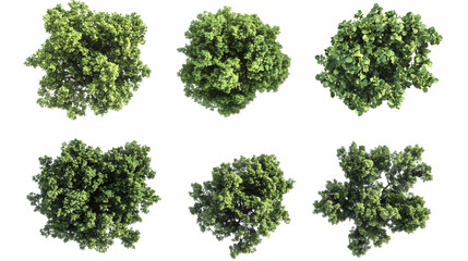 Naklejka premium top view treeson isolated on a white background