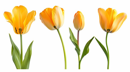 Fototapeta premium spring flowerson isolated on a white background