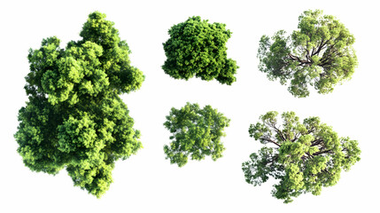 Obraz premium tree top viewon isolated on a white background