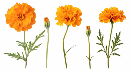 Obraz premium marigoldon isolated on a white background