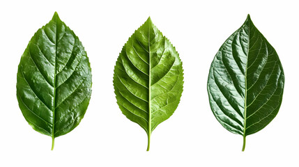 Fototapeta premium jungle leafon isolated on a white background