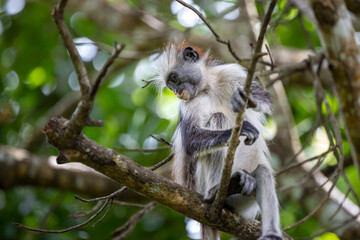 A seemingly older Zanzibar red colobus calmly sits on a branch, holding on while gazing down beneath itself. Jozani Forest National Park.