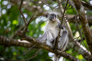 A seemingly older Zanzibar red colobus calmly sits on a branch, holding on while gazing to the side. Jozani Forest National Park.