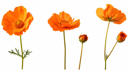 Naklejka premium orange floweron isolated on a white background
