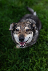 portrait top view of cute dog standing on grass and smiling friendly