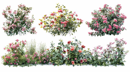 Fototapeta premium flower busheson isolated on a white background
