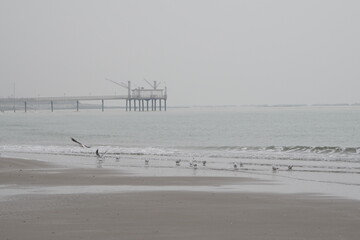 Lido di Dante, Adriatic Sea (Romagna), Italy