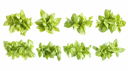 Obraz premium basilon isolated on a white background
