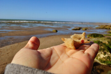 Mano con esponja marina