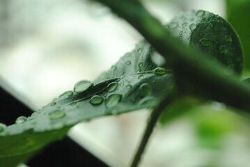 Hoja de lim&oacute;n con gotas de lluvia