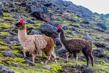 Alpaca and llama animal herds in Andes mountain pasture, Peru. Cute fluffy alpaca with nice colorful decoration in ears. Herd of llamas on a green meadow