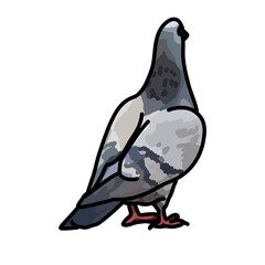 Pigeon illustration urban bird