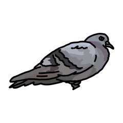 Pigeon illustration urban bird