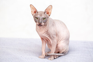Egyptian sphinx cat looking at camera sitting on bed. Close up of hairless cat pet.