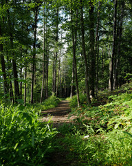 Obraz premium A lush, wooded forest with sunlight streaming