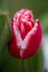 beautiful tulip