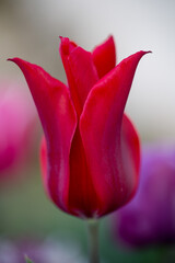 red tulip blooms