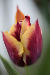the tulip is blooming