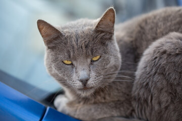 gray cat is lying down