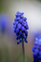 muscari bloom